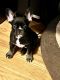 French Bulldog Puppies for sale in San Bruno, CA, USA. price: $3,000