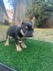 French Bulldog Puppies for sale in McDonough, GA, USA. price: $1,200