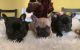 French Bulldog Puppies for sale in North Arlington, NJ, USA. price: $3,000