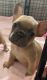French Bulldog Puppies for sale in Edinburg, TX, USA. price: $1,600