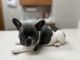 French Bulldog Puppies for sale in Dayton, OH, USA. price: $1,500