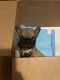 French Bulldog Puppies for sale in Wesley Chapel, FL, USA. price: $2,000
