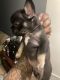 French Bulldog Puppies for sale in Wilmington, DE, USA. price: $6,500
