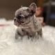 French Bulldog Puppies for sale in Mission Hills, Los Angeles, CA, USA. price: NA