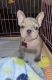 French Bulldog Puppies for sale in Bayonne, NJ, USA. price: $7,500