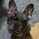 French Bulldog Puppies for sale in Bayonne, NJ, USA. price: $6,000