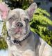 French Bulldog Puppies for sale in Southwest Ranches, FL, USA. price: $4,500