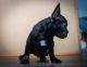 French Bulldog Puppies for sale in Ontario, CA, USA. price: NA