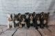 French Bulldog Puppies for sale in Burnsville, MN, USA. price: NA