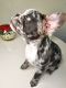 French Bulldog Puppies for sale in Ocala, FL, USA. price: $3,500
