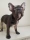 French Bulldog Puppies for sale in Ocala, FL, USA. price: $3,500