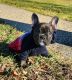 French Bulldog Puppies for sale in Linden, NJ, USA. price: $2,800