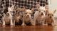 French Bulldog Puppies for sale in Florida St, San Francisco, CA, USA. price: NA