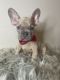 French Bulldog Puppies for sale in Kissimmee, FL, USA. price: $4,000