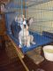 French Bulldog Puppies for sale in Jayanagar 1st Block, Mavalli, Bengaluru, Karnataka, India. price: 38 INR