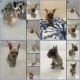 French Bulldog Puppies for sale in Lake Worth, FL, USA. price: $2,400