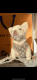 French Bulldog Puppies for sale in Makawao, HI 96768, USA. price: NA