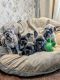 French Bulldog Puppies for sale in 23 Grew Blvd, Jacksons Point, ON L0E 1L0, Canada. price: $3,000