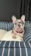 French Bulldog Puppies for sale in Orange, CA, USA. price: $5,000