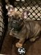 French Bulldog Puppies for sale in Milwaukee, WI, USA. price: $2,000