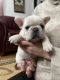 French Bulldog Puppies for sale in Bridgewater, VA, USA. price: NA