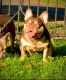 French Bulldog Puppies for sale in Flood St, London SW3, UK. price: 7,000 GBP