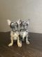 French Bulldog Puppies for sale in Delray Beach, FL, USA. price: $3,500
