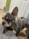 French Bulldog Puppies for sale in North Bergen, NJ, USA. price: $5,000