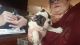 French Bulldog Puppies for sale in Elma, WA 98541, USA. price: $3,000