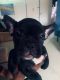 French Bulldog Puppies for sale in The Bronx, NY, USA. price: $3,500