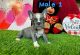 French Bulldog Puppies for sale in Gainesville, FL 32601, USA. price: NA