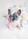French Bulldog Puppies for sale in Waco, TX, USA. price: NA