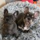 French Bulldog Puppies for sale in Santa Clara, CA, USA. price: $1,800