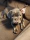 French Bulldog Puppies for sale in Saratoga Springs, NY, USA. price: $2,500