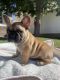 French Bulldog Puppies for sale in Moreno Valley, CA 92555, USA. price: $4,000