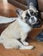 French Bulldog Puppies for sale in Manchester, TN 37355, USA. price: $3,200