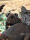 French Bulldog Puppies for sale in Powder Springs, GA, USA. price: $3,600