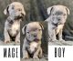 French Bulldog Puppies for sale in Mesa, AZ 85207, USA. price: $2,000
