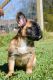 French Bulldog Puppies for sale in Cochran, GA 31014, USA. price: NA