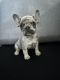 French Bulldog Puppies for sale in Killeen, TX, USA. price: $3,000