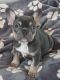 French Bulldog Puppies for sale in Santaquin, UT 84655, USA. price: NA