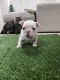 French Bulldog Puppies for sale in Tracy, CA, USA. price: $3,000