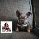 French Bulldog Puppies for sale in Oakland Park, FL 33309, USA. price: NA