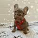 French Bulldog Puppies for sale in Woodhaven, MI 48183, USA. price: $3,000