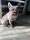 French Bulldog Puppies for sale in Stockton, CA 95206, USA. price: $3,000