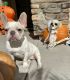 French Bulldog Puppies for sale in Santa Ana, CA, USA. price: $3,000