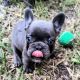 French Bulldog Puppies for sale in Sanford, FL, USA. price: $2,500