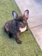 French Bulldog Puppies for sale in Palm Desert, CA, USA. price: $1,200