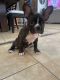 French Bulldog Puppies for sale in Palm Desert, CA, USA. price: $800