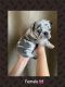 French Bulldog Puppies for sale in Goodyear, AZ, USA. price: NA